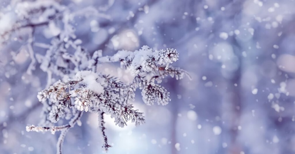 warwickshire dentist euston place opening times christmas 2020